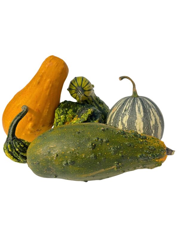 Gourds - Extra-Large - Image 3