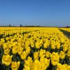 Vanco Tulip Bulbs - Bulk (Fall Planting) - Image 6