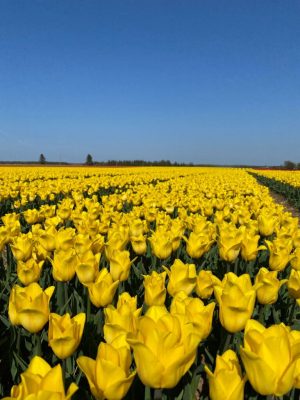 Vanco Tulip Bulbs Gold Rush