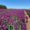 Vanco Tulip Bulbs - Bulk (Fall Planting) - Image 12