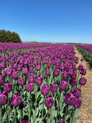 Vanco Tulip Bulbs Great Lakes