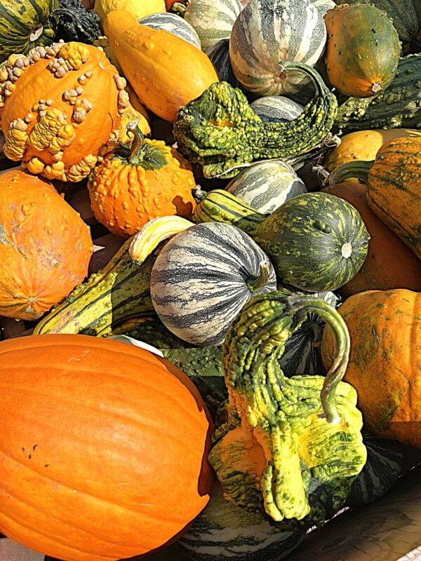 Gourds - Extra-Large - Image 4