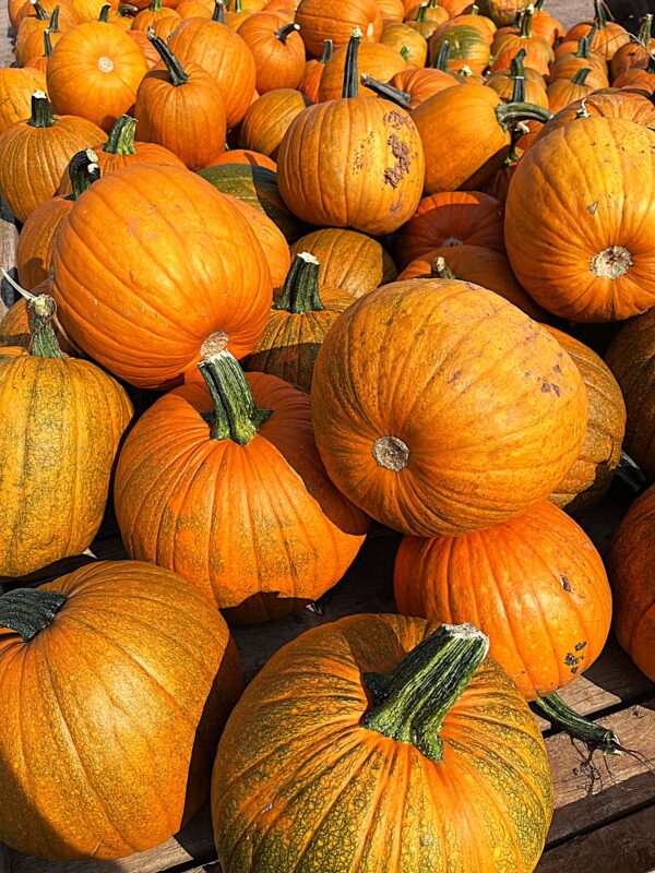 Pumpkins- Large Orange - Image 2