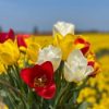 Vanco Tulip Bulbs - Bulk (Fall Planting) - Image 4