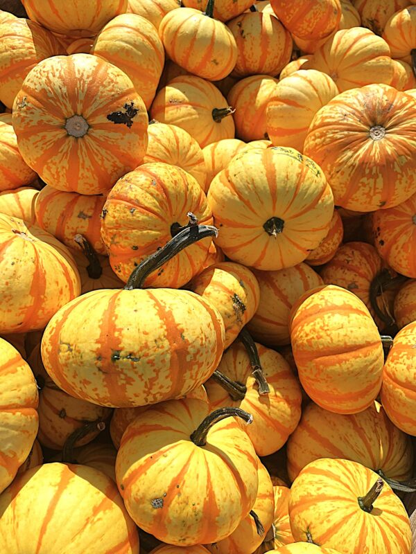 Pumpkins - Medium Blaze - Image 2