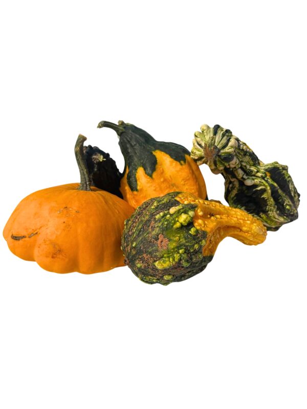 Gourds - Large - Image 2