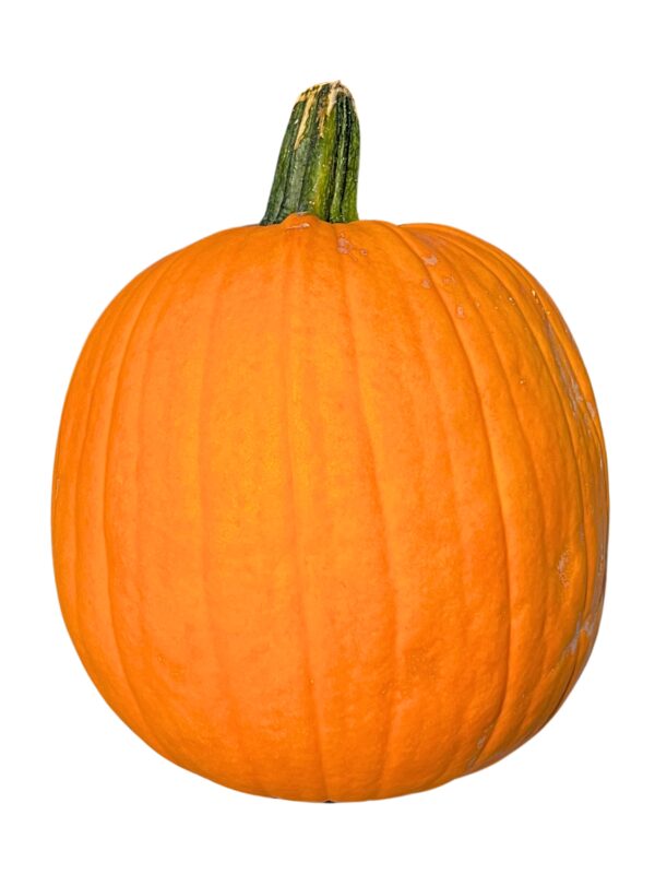 Pumpkins - Medium Orange