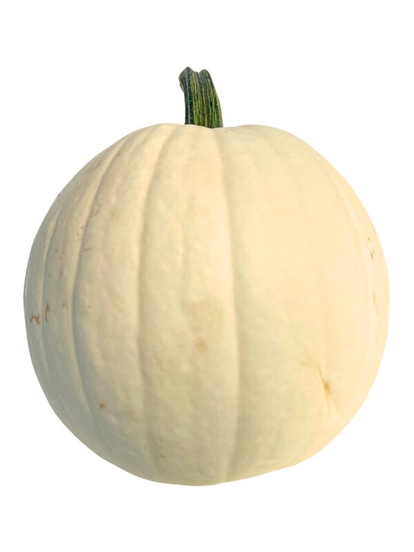 Pumpkins - Medium White