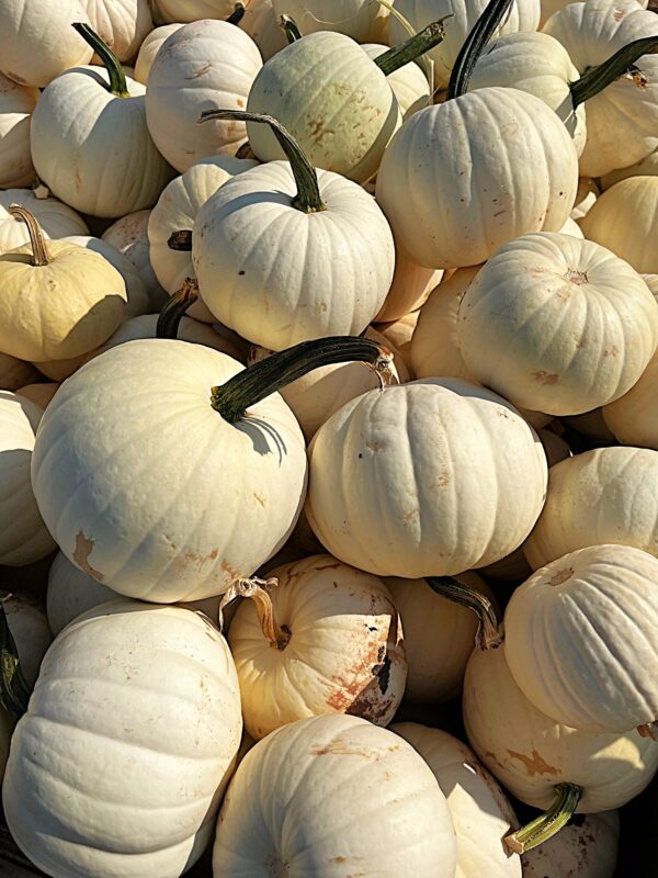 Pumpkins - Medium White - Image 2