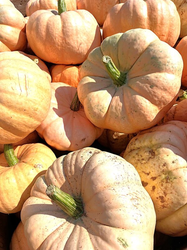 Pumpkins - Pink - Image 2