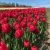 Vanco Tulip Bulbs - Bulk (Fall Planting) - Image 14