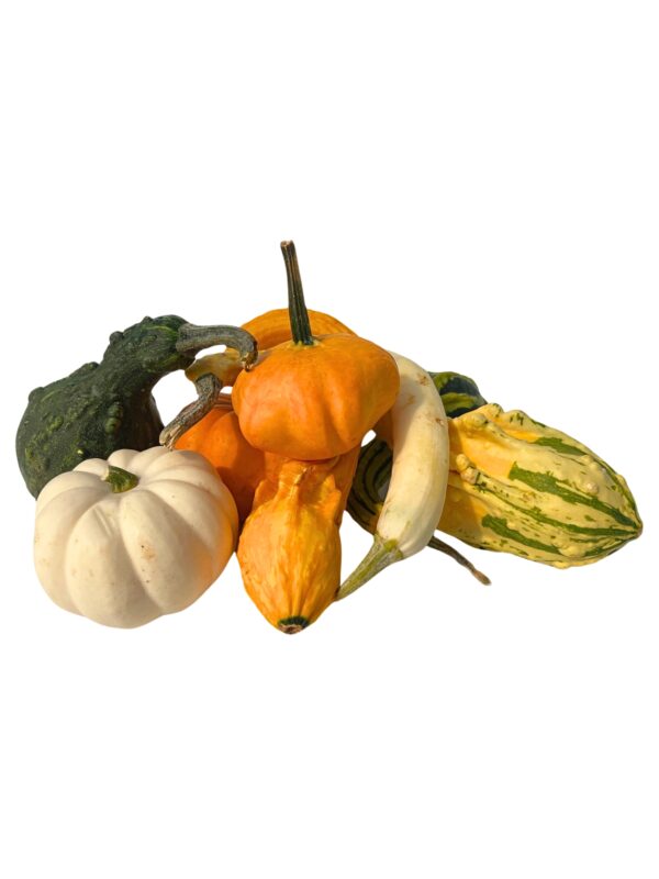 Gourds - Small - Image 2