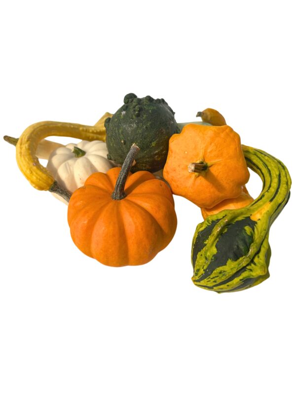 Gourds - Small