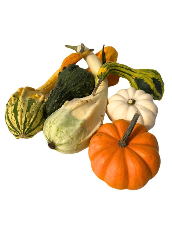 Gourds - Small - Image 3