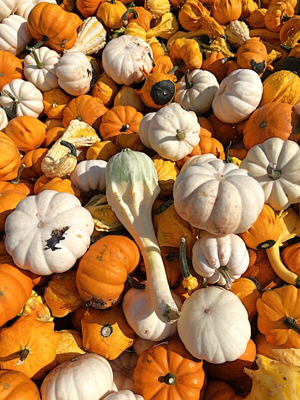 Gourds - Small - Image 4