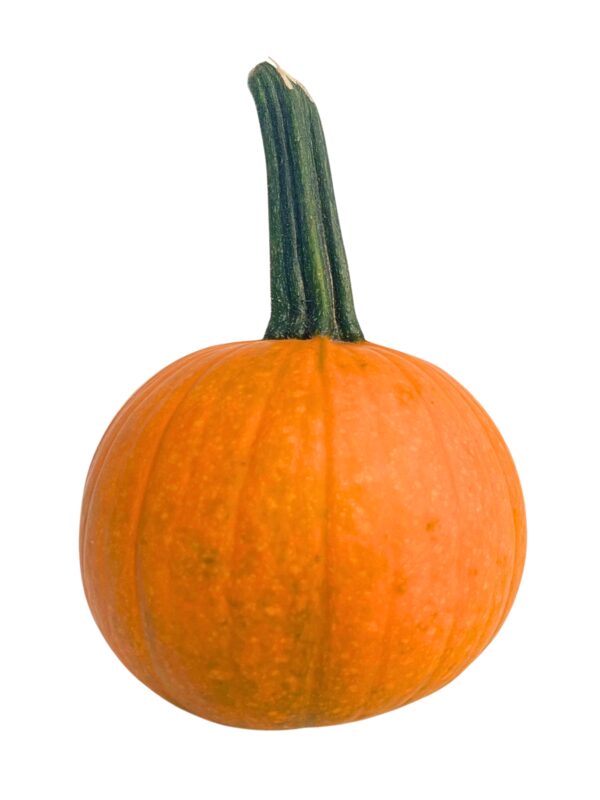 Pumpkins - Small Orange