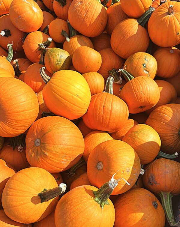 Pumpkins - Small Orange - Image 2