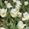 Vanco Tulip Bulbs - Bulk (Fall Planting) - Image 10