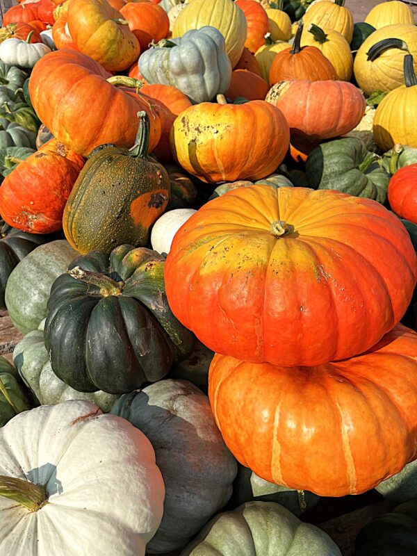 Pumpkins - Medium-Large Specialty - Image 2