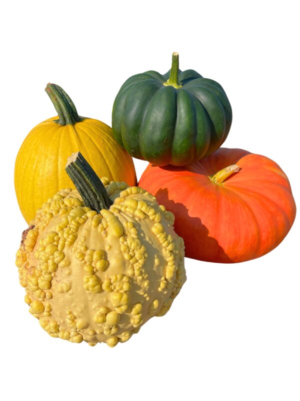 Pumpkins - Medium-Large Specialty