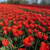 Vanco Tulip Bulbs - Bulk (Fall Planting) - Image 9