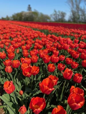 Vanco Tulip Bulbs Tundra