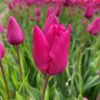 Vanco Tulip Bulbs - Bulk (Fall Planting) - Image 3