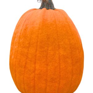 Pumpkins- Extra-Large Orange