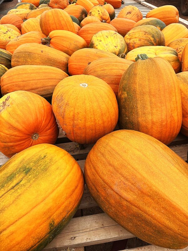 Pumpkins- Extra-Large Orange - Image 2