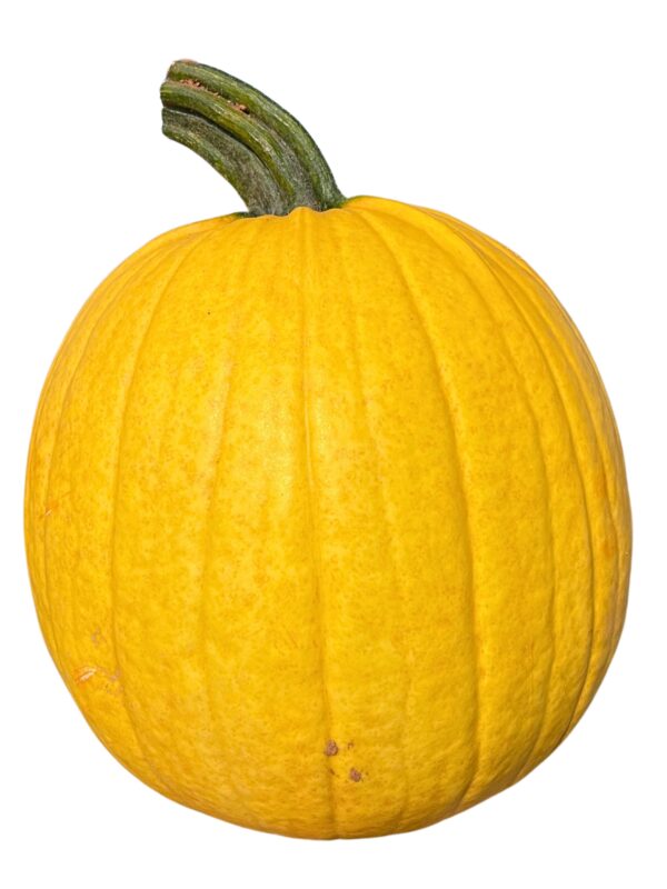 Pumpkins - Medium-Large Specialty - Image 4