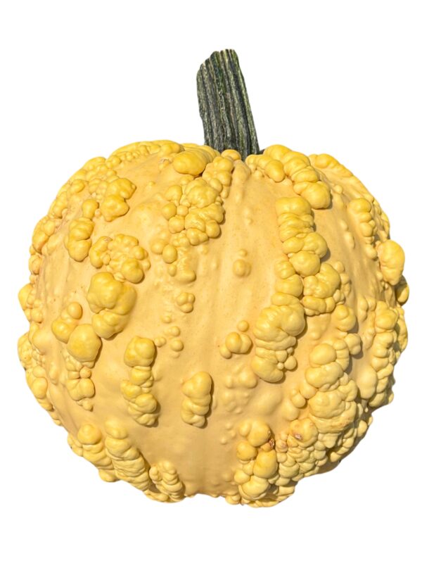 Pumpkins - Medium-Large Specialty - Image 3