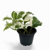 Pothos Houseplants - Image 13