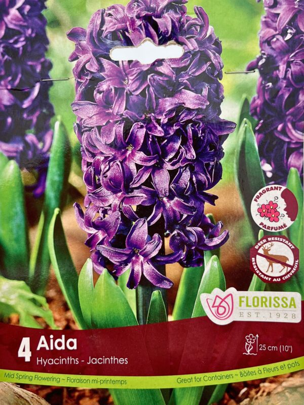 Florissa Hyacinth Bulbs (Fall Planting) - Image 3