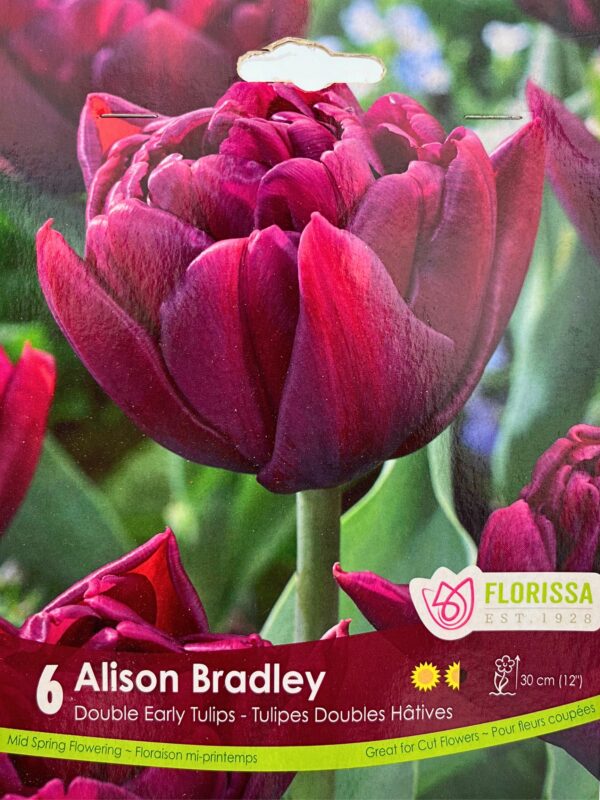 Florissa Tulip Bulbs (Fall Planting) - Image 4