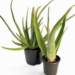 Aloe Vera Medicine Houseplant