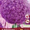 Florissa Allium Bulbs (Fall Planting) - Image 3