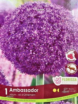 Florissa Allium Bulbs (Fall Planting) - Ambassador
