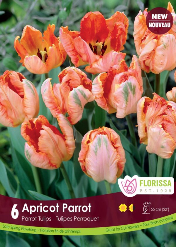 Florissa Tulip Bulbs (Fall Planting) - Image 6