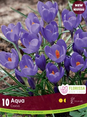 Florissa Crocus Bulbs Aqua