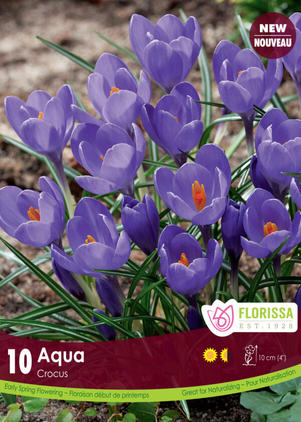 Florissa Crocus Bulbs (Fall Planting) - Image 3