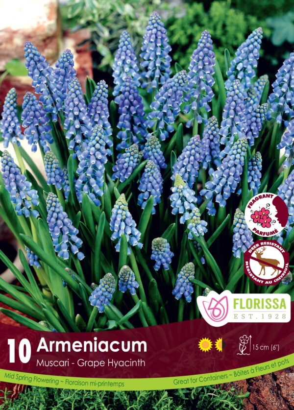 Florissa Muscari Bulbs (Fall Planting) - Image 3