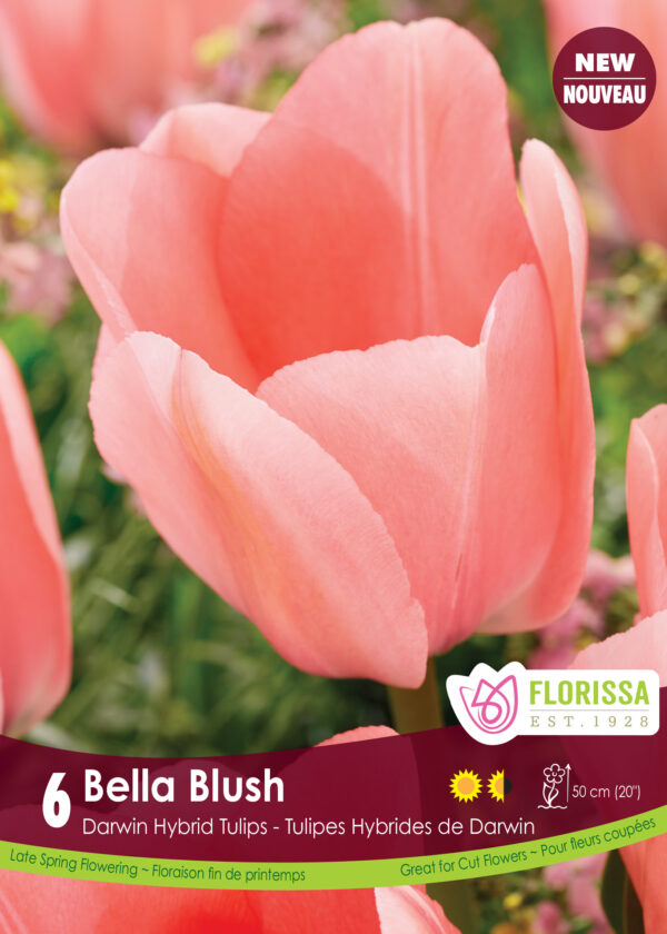 Florissa Tulip Bulbs (Fall Planting) - Image 7