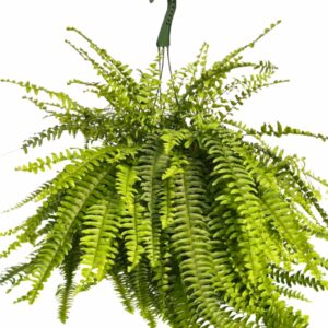 Boston Fern Houseplants