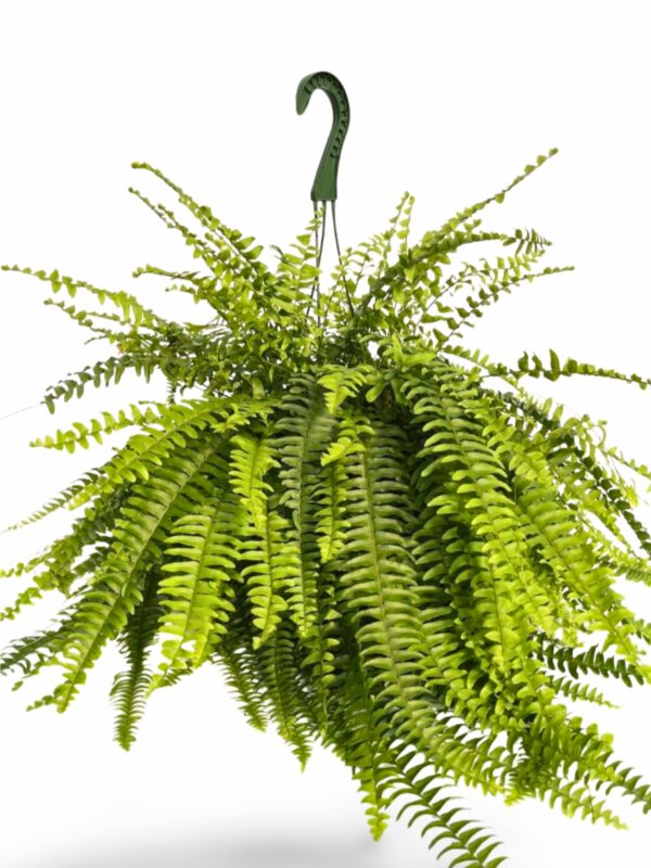 Boston Fern Houseplants