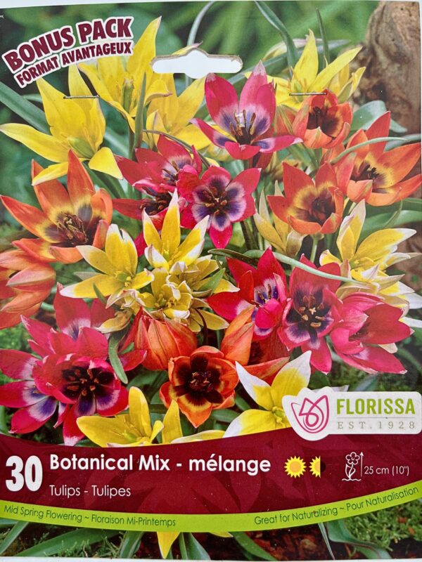 Florissa Tulip Bulbs (Fall Planting) - Image 8