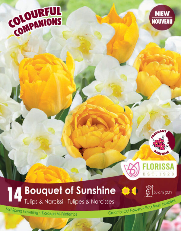 Florissa Tulips & Narcissi Companion Bulbs (Fall Planting) - Image 2