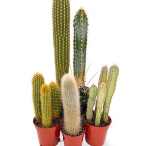 Cactus Houseplants (Cacti)