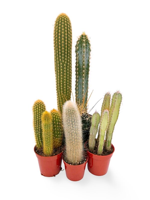 Cactus Houseplants (Cacti)