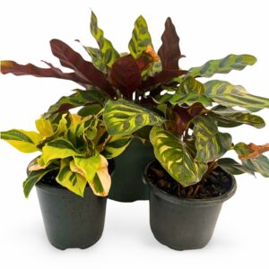 Calathea Houseplants