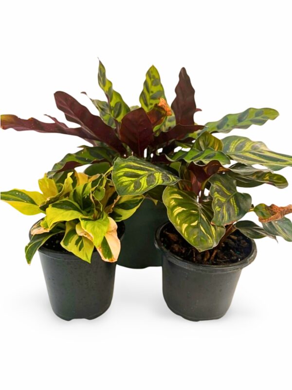 Calathea Houseplants